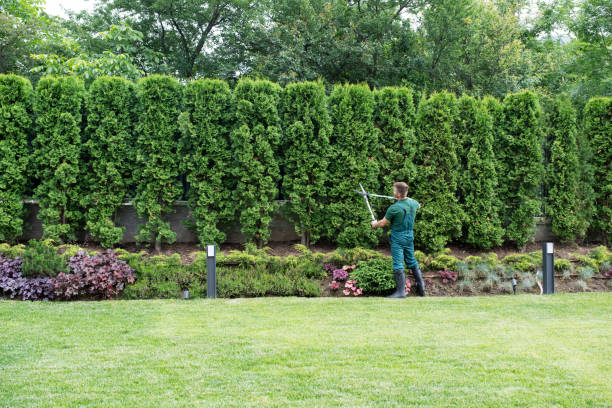 Professional Tree Care Services in Britt, IA