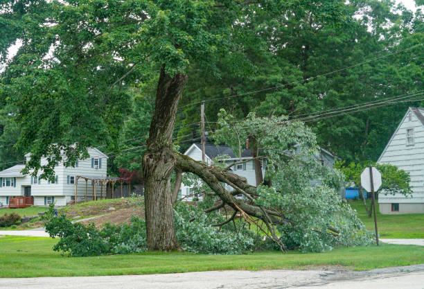 Best Commercial Tree Services  in Britt, IA