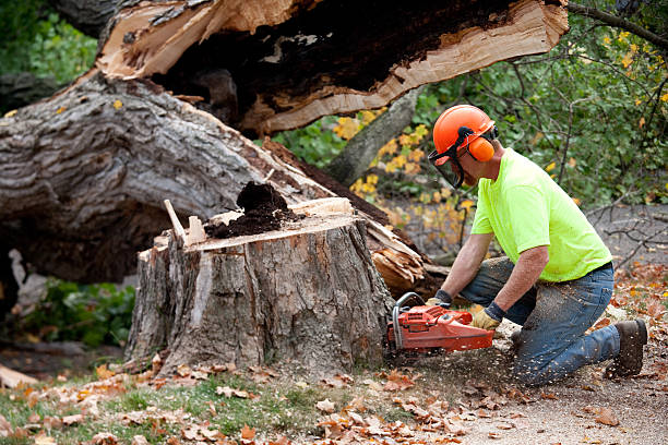 Best Tree Risk Assessment  in Britt, IA