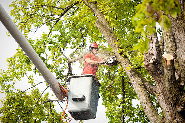 Best Tree Cabling and Bracing  in Britt, IA